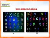 7.2.2基因在亲子代间的传递-2021-2022学年八年级生物下册同步课件（人教版）