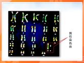 7.2.4人的性别遗传-【精准备课】2021-2022学年八年级生物下册同步课件（人教版）