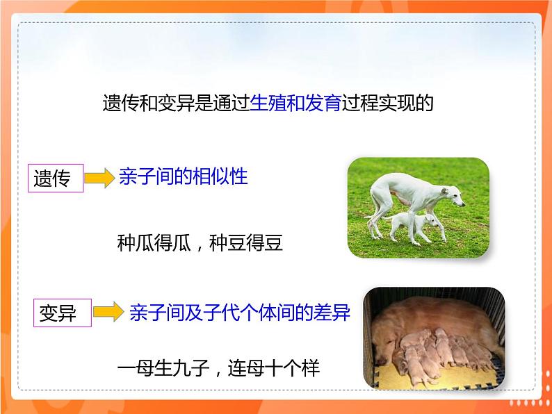 7.2.1基因控制生物的性状-2021-2022学年八年级生物下册同步课件（人教版）04