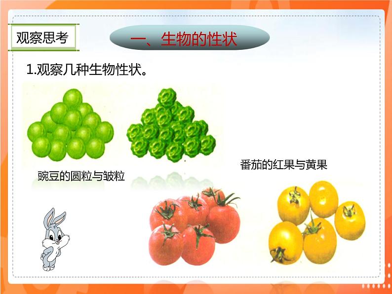 7.2.1基因控制生物的性状-2021-2022学年八年级生物下册同步课件（人教版）05