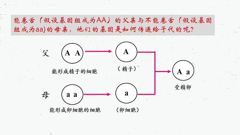 7.2.3基因的显性和隐性-2021-2022学年八年级生物下学期课件（人教版）03