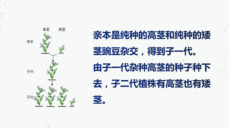 7.2.3基因的显性和隐性-2021-2022学年八年级生物下学期课件（人教版）06