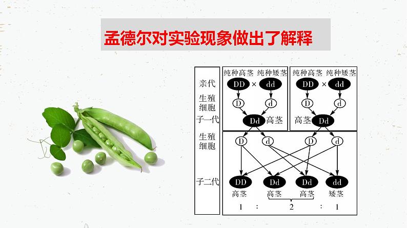 7.2.3基因的显性和隐性-2021-2022学年八年级生物下学期课件（人教版）08