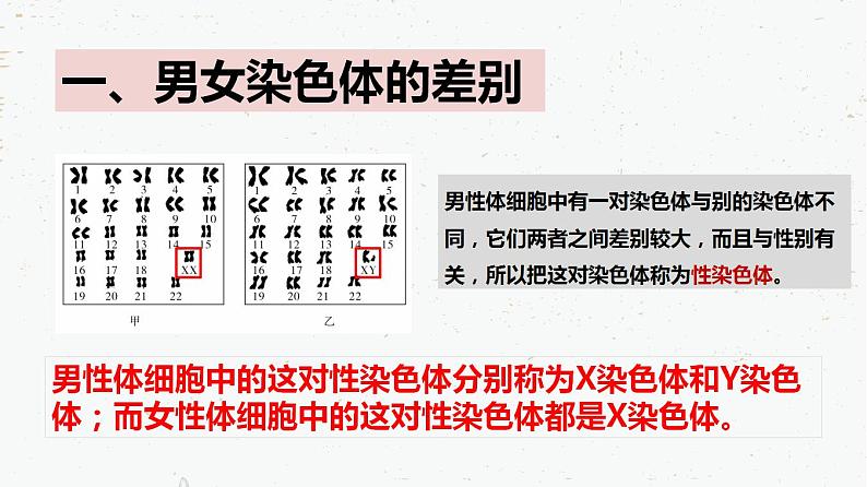 7.2.4人的性别遗传-2021-2022学年八年级生物下学期同步课件（人教版）第5页