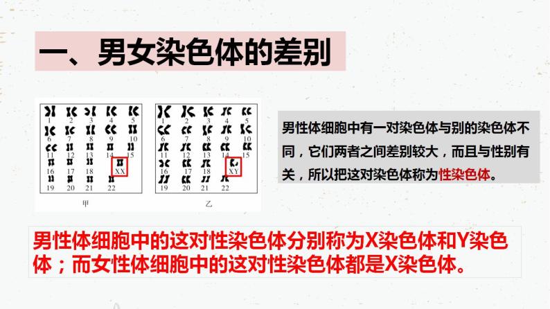 7.2.4人的性别遗传-2021-2022学年八年级生物下学期同步课件（人教版）05