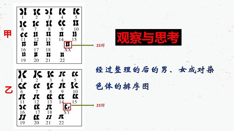 7.2.4人的性别遗传-2021-2022学年八年级生物下学期同步课件（人教版）第6页