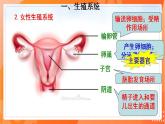 4.1.2人的生殖（课件）-2021-2022学年七年级生物下册同步（人教版）