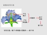 4.1.2人的生殖（教学课件）-初中生物人教版七年级下册