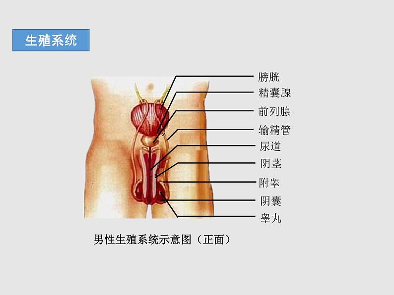 4.1.2人的生殖（教学课件）-初中生物人教版七年级下册06