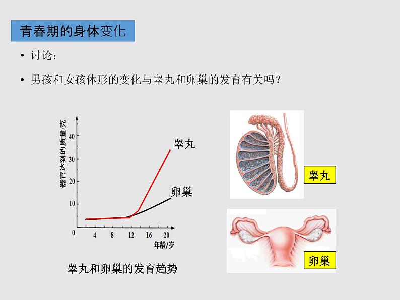 4.1.3青春期（教学课件）-初中生物人教版七年级下册第5页