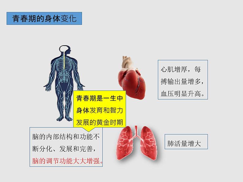 4.1.3青春期（教学课件）-初中生物人教版七年级下册第7页