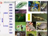 第一章动物的主要类群  第四节《鱼》课件PPT