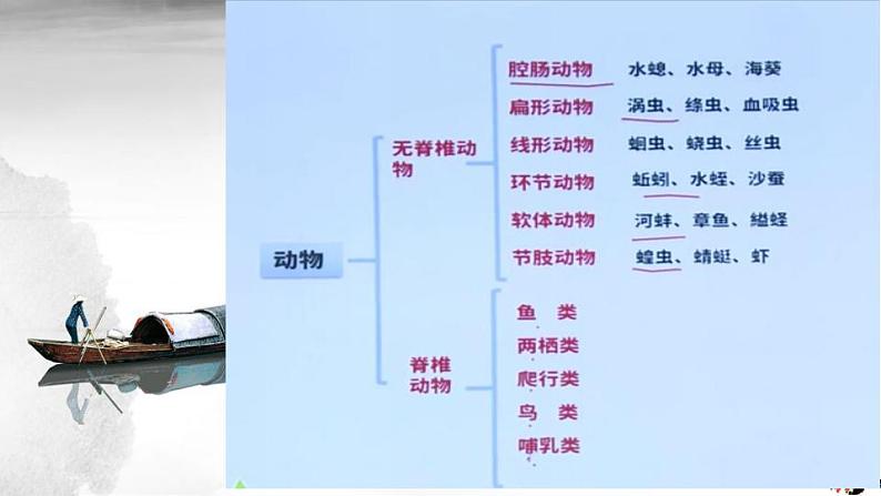 第一章动物的主要类群  第四节《鱼》课件PPT第6页