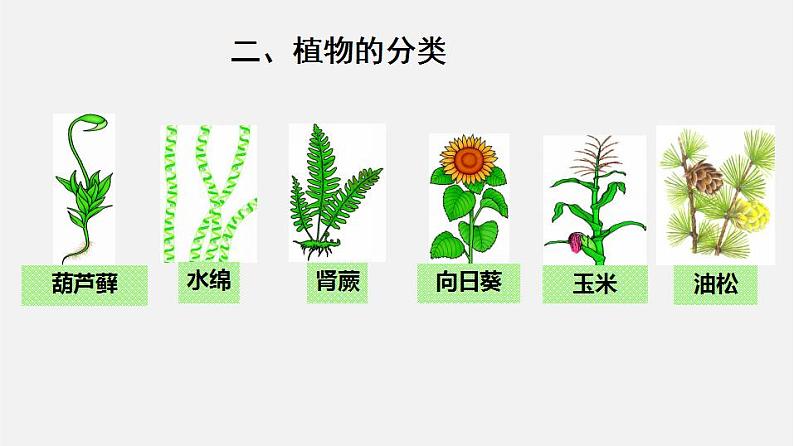 6.1.1尝试对生物进行分类（课件）-2021-2022学年八年级生物上册（人教版）第3页