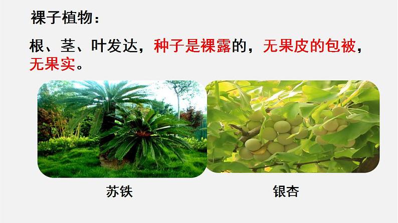 6.1.1尝试对生物进行分类（课件）-2021-2022学年八年级生物上册（人教版）第7页