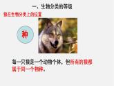 6.1.2从种到界（课件）-2021-2022学年八年级生物上册（人教版）