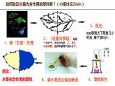 3.5.1 光合作用吸收二氧化碳释放氧气课件 2021-2022学年人教版七年级上生物