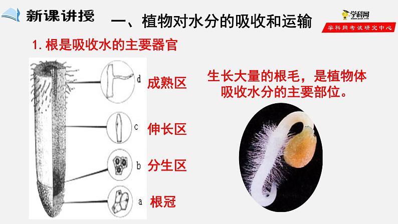 3.3 绿色植物与生物圈的水循环（课件）-2021-2022学年七年级生物上册（人教版）第2页