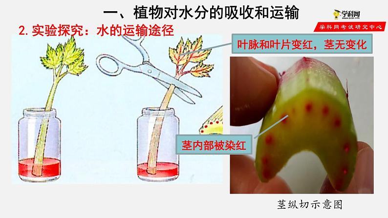 3.3 绿色植物与生物圈的水循环（课件）-2021-2022学年七年级生物上册（人教版）第3页