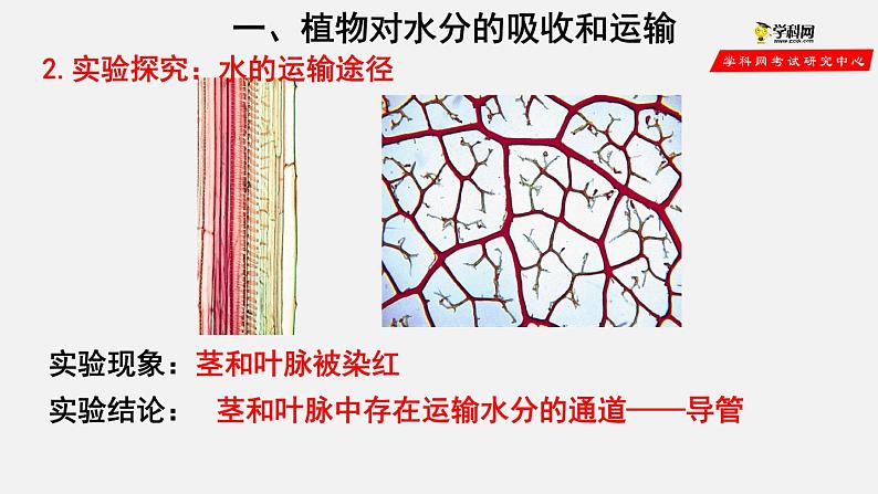 3.3 绿色植物与生物圈的水循环（课件）-2021-2022学年七年级生物上册（人教版）第4页