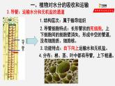3.3 绿色植物与生物圈的水循环（课件）-2021-2022学年七年级生物上册（人教版）