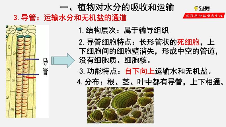 3.3 绿色植物与生物圈的水循环（课件）-2021-2022学年七年级生物上册（人教版）第5页