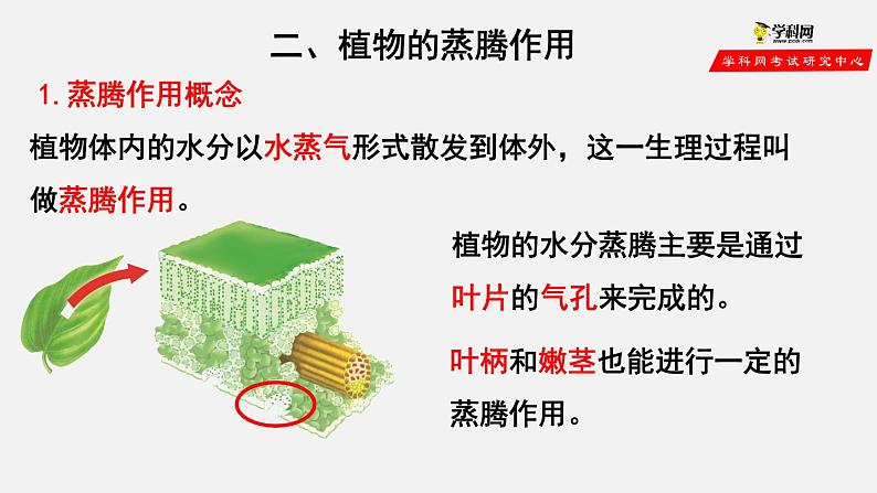 3.3 绿色植物与生物圈的水循环（课件）-2021-2022学年七年级生物上册（人教版）第7页