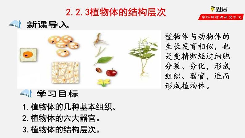 2.2.3 植物体的结构层次（课件）-2021-2022学年七年级生物上册（人教版）第2页