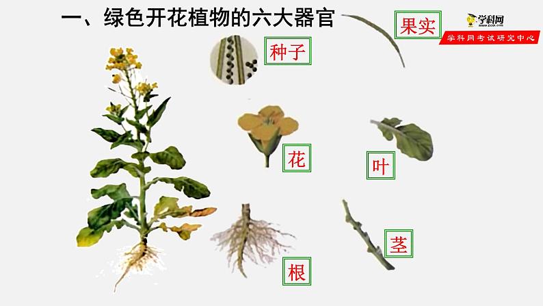 2.2.3 植物体的结构层次（课件）-2021-2022学年七年级生物上册（人教版）第4页