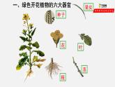 2.2.3 植物体的结构层次（课件）-2021-2022学年七年级生物上册（人教版）