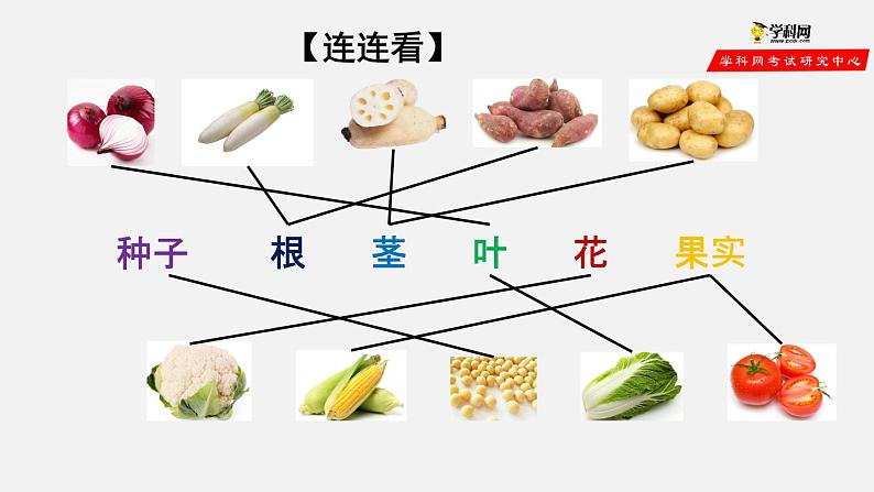 2.2.3 植物体的结构层次（课件）-2021-2022学年七年级生物上册（人教版）第7页