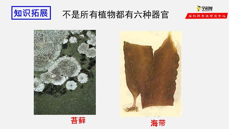 2.2.3 植物体的结构层次（课件）-2021-2022学年七年级生物上册（人教版）第8页