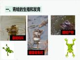 7.1.3 两栖动物的生殖和发育-2021-2022学年八年级生物下学期同课件（人教版）