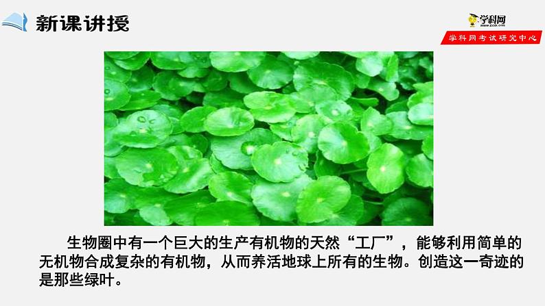 3.4 绿色植物是生物圈中有机物的制造者（课件）-2021-2022学年七年级生物上册（人教版）02