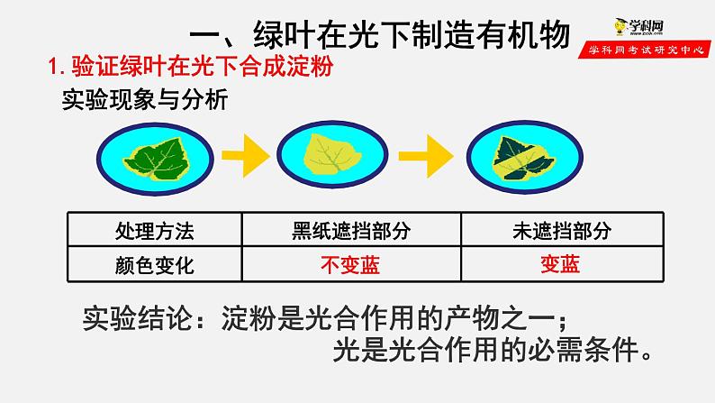 3.4 绿色植物是生物圈中有机物的制造者（课件）-2021-2022学年七年级生物上册（人教版）04