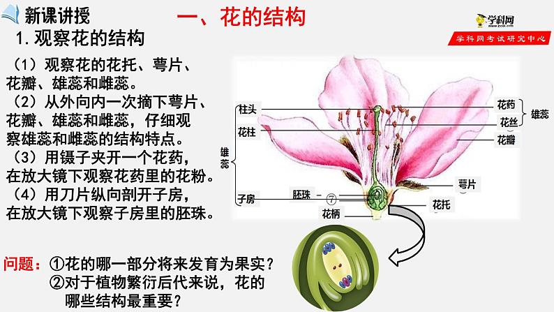 3.2.3 开花和结果（课件）-2021-2022学年七年级生物上册（人教版）第2页