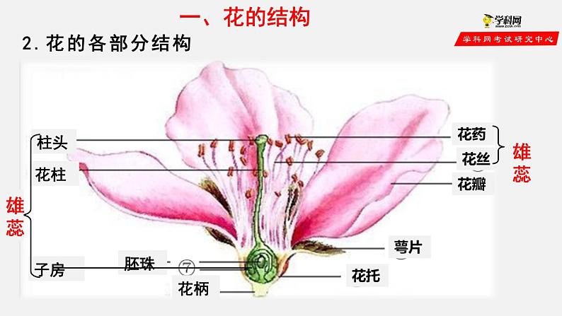 3.2.3 开花和结果（课件）-2021-2022学年七年级生物上册（人教版）第3页