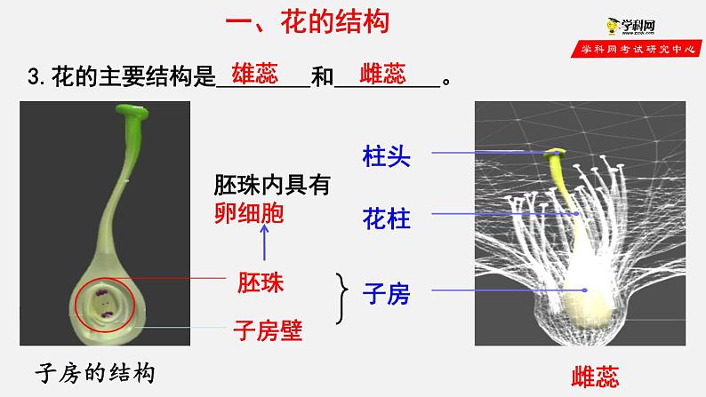 3.2.3 开花和结果（课件）-2021-2022学年七年级生物上册（人教版）第5页