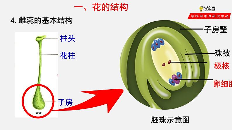 3.2.3 开花和结果（课件）-2021-2022学年七年级生物上册（人教版）第6页