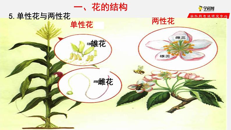 3.2.3 开花和结果（课件）-2021-2022学年七年级生物上册（人教版）第7页