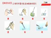 2.1.3 动物细胞（课件）-2021-2022学年七年级生物上册（人教版）
