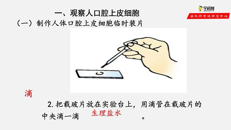 2.1.3 动物细胞（课件）-2021-2022学年七年级生物上册（人教版）第6页