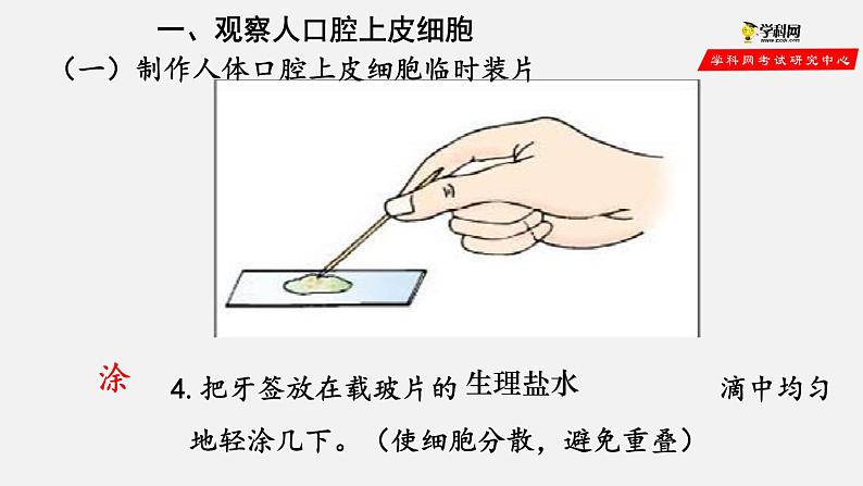 2.1.3 动物细胞（课件）-2021-2022学年七年级生物上册（人教版）第8页