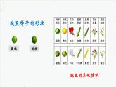 7.2.1 基因控制生物的性状-2021-2022学年八年级生物下册同步课件（人教版）