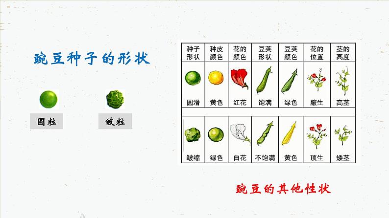 7.2.1 基因控制生物的性状-2021-2022学年八年级生物下册同步课件（人教版）第5页