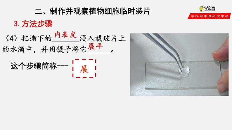 2.1.2 植物细胞（课件）-2021-2022学年七年级生物上册（人教版）第7页