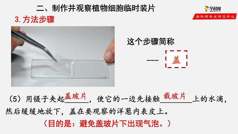 2.1.2 植物细胞（课件）-2021-2022学年七年级生物上册（人教版）第8页