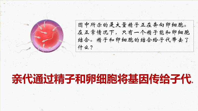 7.2.2 基因在亲子代间的传递-2021-2022学年八年级生物下学期课件（人教版）03