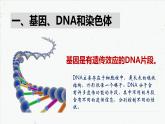 7.2.2 基因在亲子代间的传递-2021-2022学年八年级生物下学期课件（人教版）