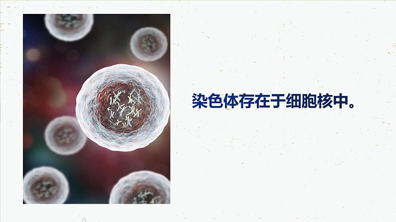 7.2.2 基因在亲子代间的传递-2021-2022学年八年级生物下学期课件（人教版）07